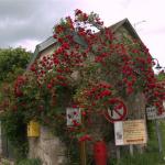 Spectacular Roses at the corner of Rue Claude Monet and Le Pressoir