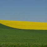 Gasny, France - Rapeseed in Bloom